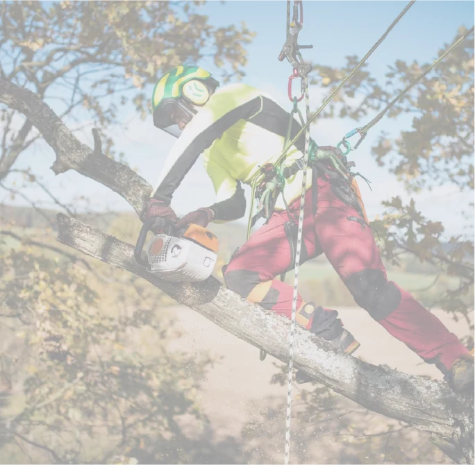 Arborist working high in a tree canopy