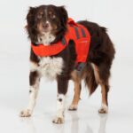 NRS CFD Dog Life Jacket — view 5