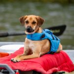 NRS CFD Dog Life Jacket — view 4