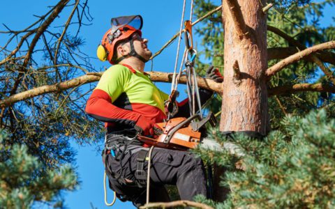 How to Become an Arborist