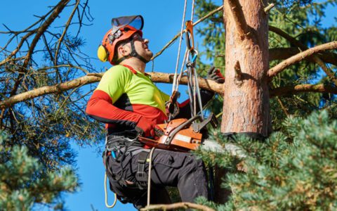 become an arborist