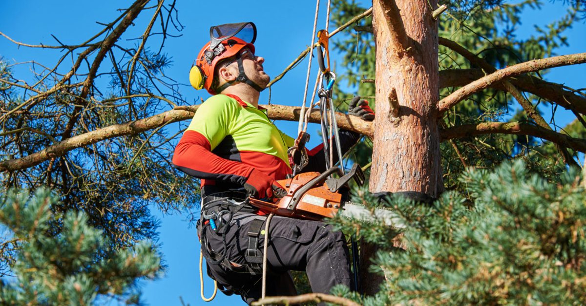 Tree Lopping Brisbane Northside