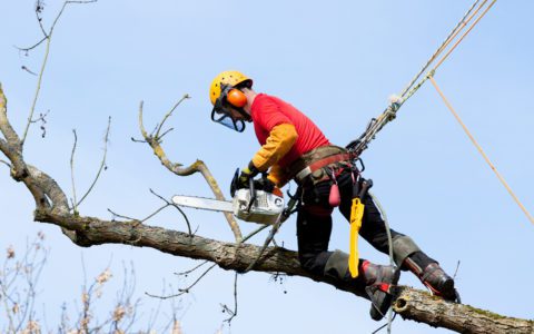The Benefits of Using Speed Lines for Your Tree Service