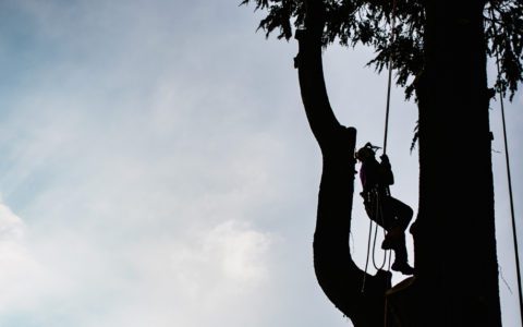Arborist Safety Tips for Tree Work